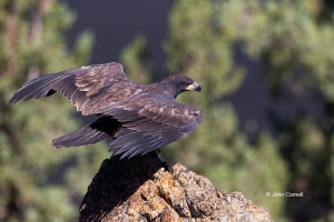 Bald-Eagle;Eagle;Flying-Bird;Haliaeetus-leucocephalus;Photography;action;active;